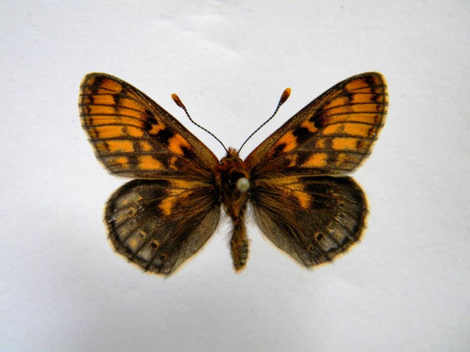 Euphydryas aurinia (cold shock abberant) 1 (Internet Image property of respective owner, non-commercial use only)